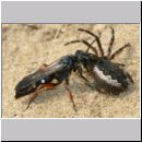 Episyron rufipes - Wegwespe w43b beim Nesteintrag - Sandgrube Niedringhaussee.jpg